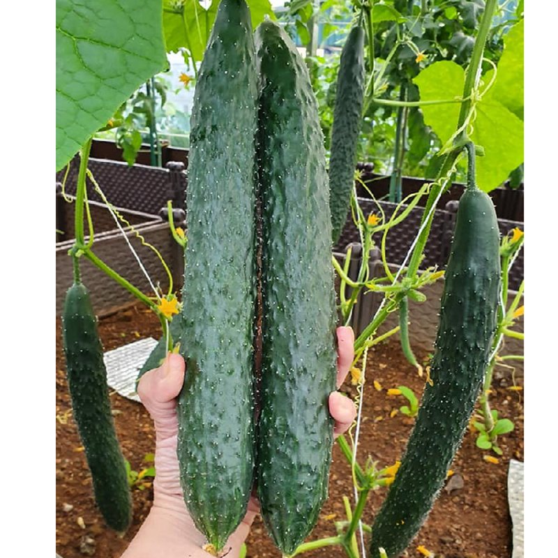 Dưa leo tr – Khái quát & lợi ích đáng chú ý