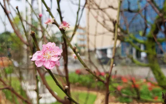 Trò chơi của google về năm ất tỵ - Bối cảnh ra đời của game rắn Doodle Trò chơi của google về năm ất tỵ - Bối cảnh ra đời của game rắn Doodle