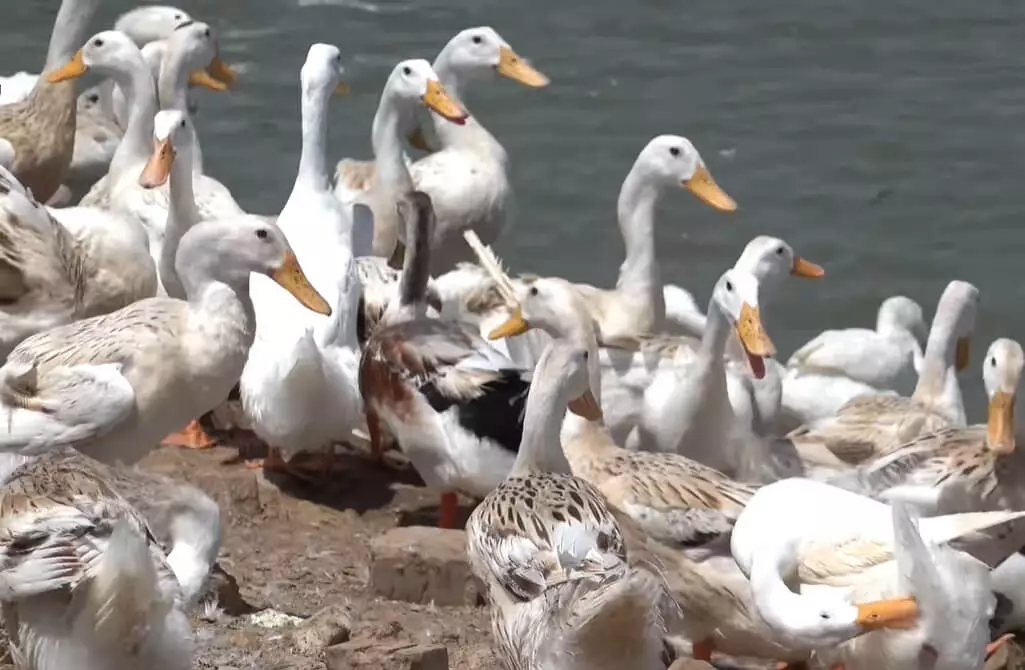 Bài hát Một con vịt - Khơi gợi trí tưởng tượng và cảm xúc Bài hát Một con vịt - Khơi gợi trí tưởng tượng và cảm xúc