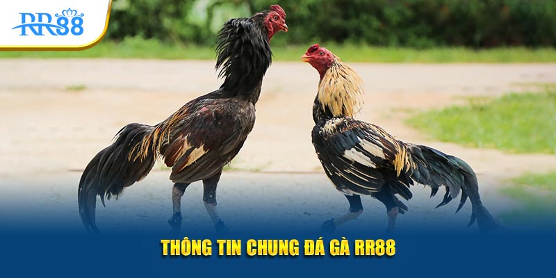 Đá gà RR88 – Điểm hẹn dành cho người yêu thích những trận đấu giàu tốc độ và kịch tính