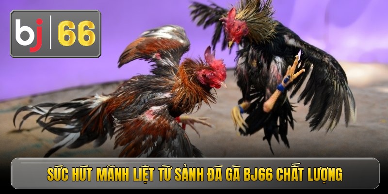 Đá Gà Bj66 - Thỏa Mãn Đam Mê Cá Cược Kịch Tính