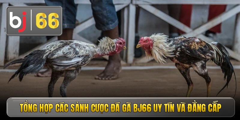 Tổng hợp các sảnh cược đá gà Bj66 uy tín và đẳng cấp