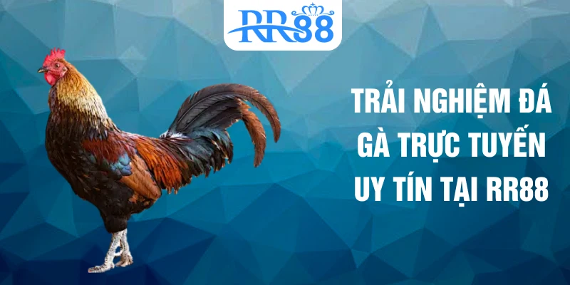 Trải nghiệm đá gà RR88 được xây dựng theo hướng trực quan