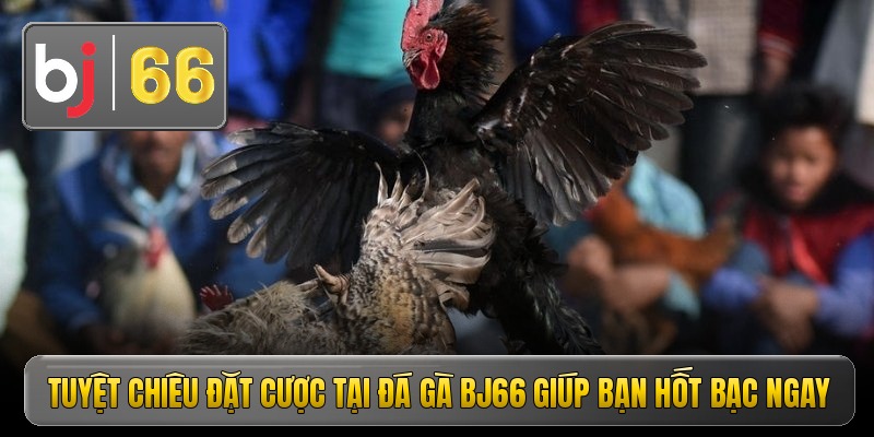 Tuyệt chiêu đặt cược tại đá gà Bj66 giúp bạn hốt bạc ngay