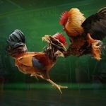 Đá gà XX88 – Cược chuẩn, thưởng ngập tay mỗi trận đấu