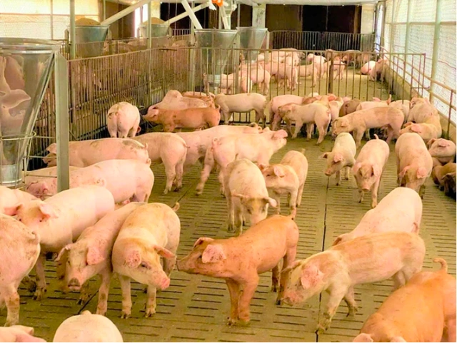 Giá heo hơi hôm nay - Miền Nam: 62.000–65.000 đồng/kg Giá heo hơi hôm nay - Miền Nam: 62.000–65.000 đồng/kg