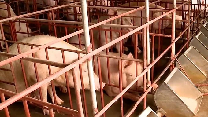 Giá heo hơi hôm nay - Cung – cầu theo lứa xuất chuồng và tái đàn Giá heo hơi hôm nay - Cung – cầu theo lứa xuất chuồng và tái đàn