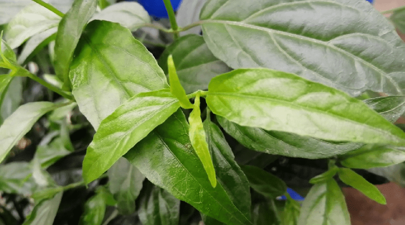 Cây xương khỉ - Những đặc điểm thực vật học của cây xương khỉ Cây xương khỉ - Những đặc điểm thực vật học của cây xương khỉ