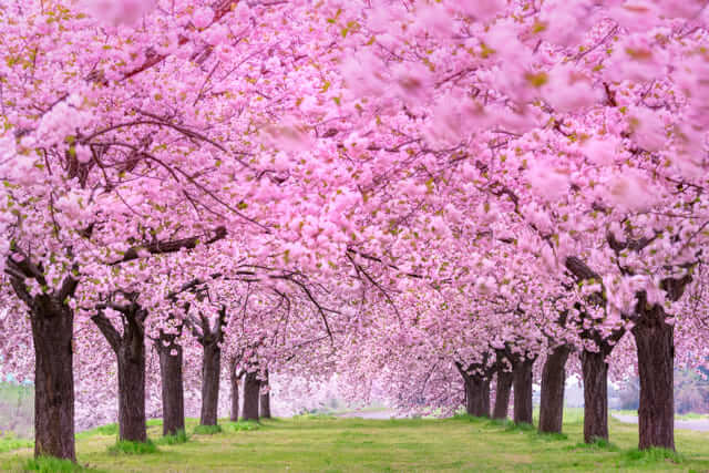 Hoa anh đào - Thủ đô Tokyo Nhật Bản Hoa anh đào - Thủ đô Tokyo Nhật Bản