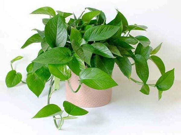 Cây trầu bà - Cây trầu bà là cây gì và vì sao được ưa chuộng? Cây trầu bà - Cây trầu bà là cây gì và vì sao được ưa chuộng?