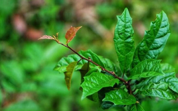 Cây xạ đen - Cây xạ đen: Cách nhận biết và phân biệt thật – giả Cây xạ đen - Cây xạ đen: Cách nhận biết và phân biệt thật – giả