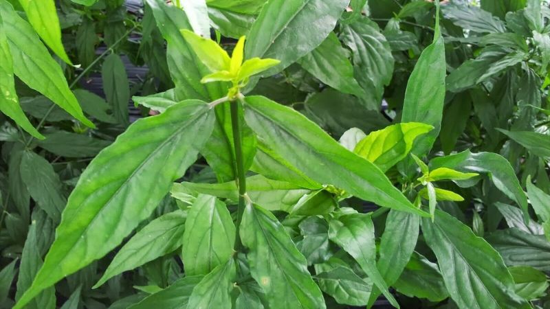 Cây xương khỉ - Kháng viêm hiệu quả Cây xương khỉ - Kháng viêm hiệu quả