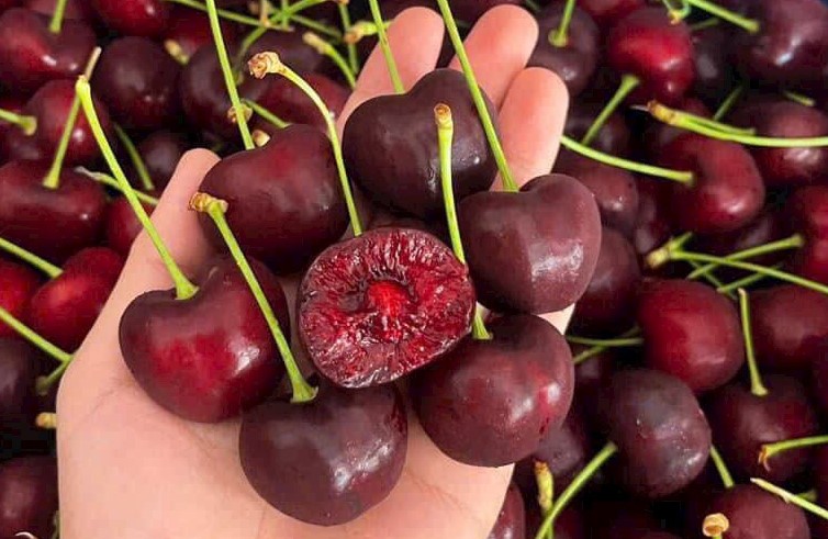 Cherry - Tim mạch và kiểm soát phản ứng viêm Cherry - Tim mạch và kiểm soát phản ứng viêm