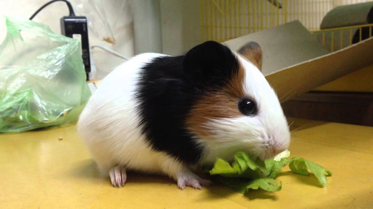 Chuột lang - Tìm hiểu nguồn gốc và đặc điểm của chuột lang Chuột lang - Tìm hiểu nguồn gốc và đặc điểm của chuột lang