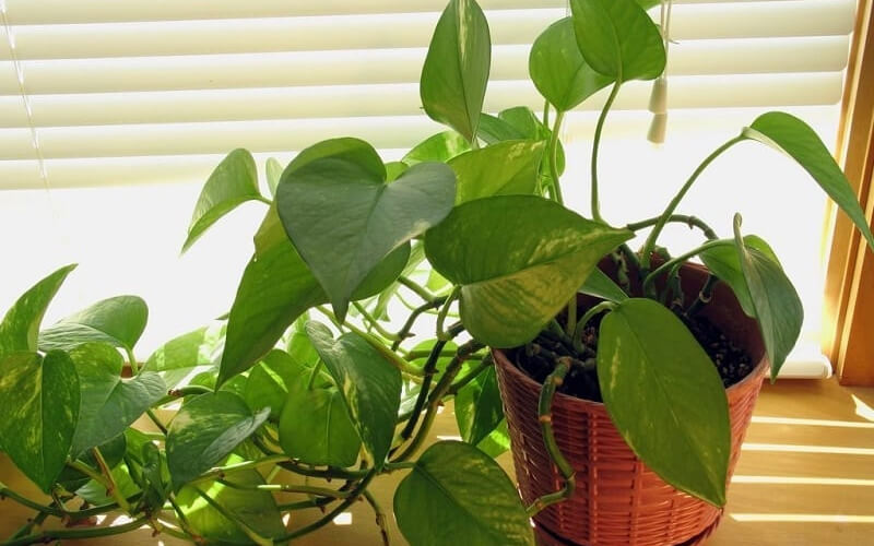 Cây trầu bà - Trồng đất và thủy sinh: làm sao để cây “vào form” sớm Cây trầu bà - Trồng đất và thủy sinh: làm sao để cây “vào form” sớm