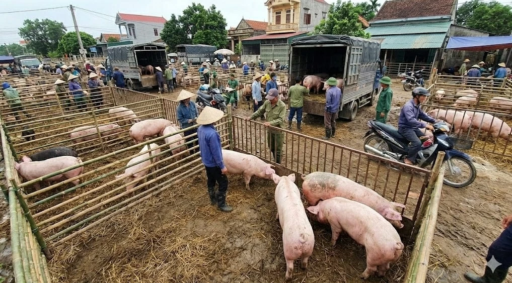 Giá heo hơi - Biến động tại biên giới Giá heo hơi - Biến động tại biên giới