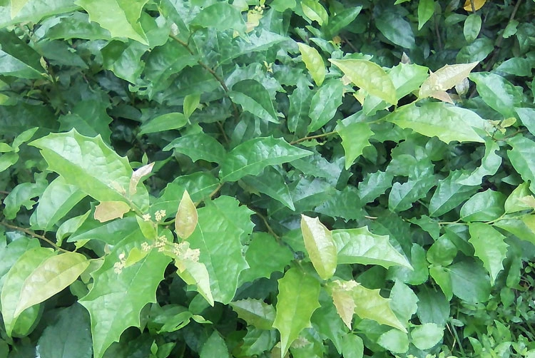 Cây xạ đen - Dựa vào màu nước sắc và những loại dễ nhầm Cây xạ đen - Dựa vào màu nước sắc và những loại dễ nhầm