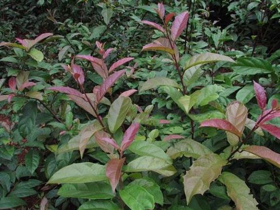 Cây xạ đen - Hỗ trợ chống oxy hóa và nâng đỡ sức đề kháng Cây xạ đen - Hỗ trợ chống oxy hóa và nâng đỡ sức đề kháng