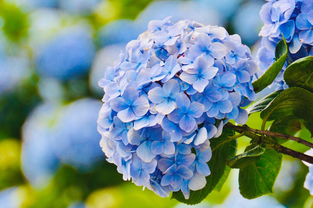 Hoa cẩm tú cầu - Tìm hiểu nguồn gốc và đặc điểm sinh học hoa cẩm tú cầu Hoa cẩm tú cầu - Tìm hiểu nguồn gốc và đặc điểm sinh học hoa cẩm tú cầu