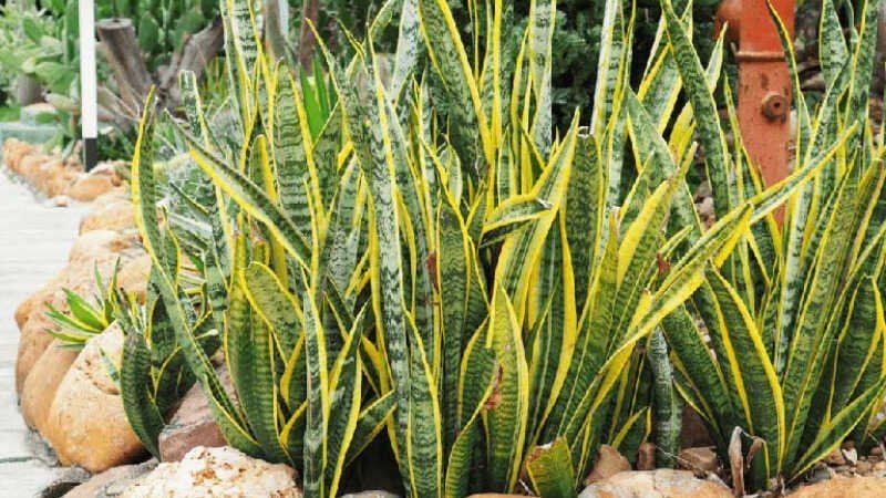 Cây lưỡi hổ - Đặc điểm hình dáng và khả năng thích nghi Cây lưỡi hổ - Đặc điểm hình dáng và khả năng thích nghi