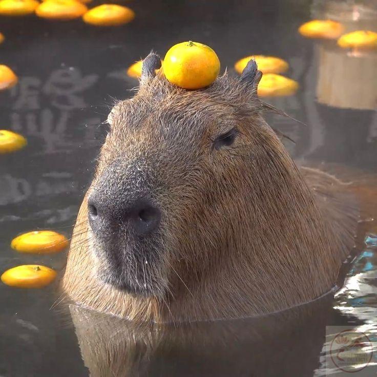 Tô màu Capybara - Vì sao hình capybara được yêu thích Tô màu Capybara - Vì sao hình capybara được yêu thích