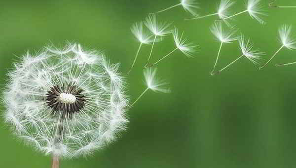 Hoa đẹp - Hoa lan Hoa đẹp - Hoa lan