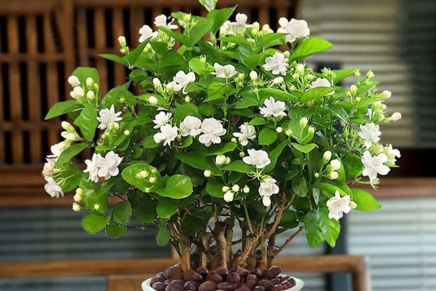 Hoa nhài - Chiết cành giúp cây con nhanh phát triển Hoa nhài - Chiết cành giúp cây con nhanh phát triển