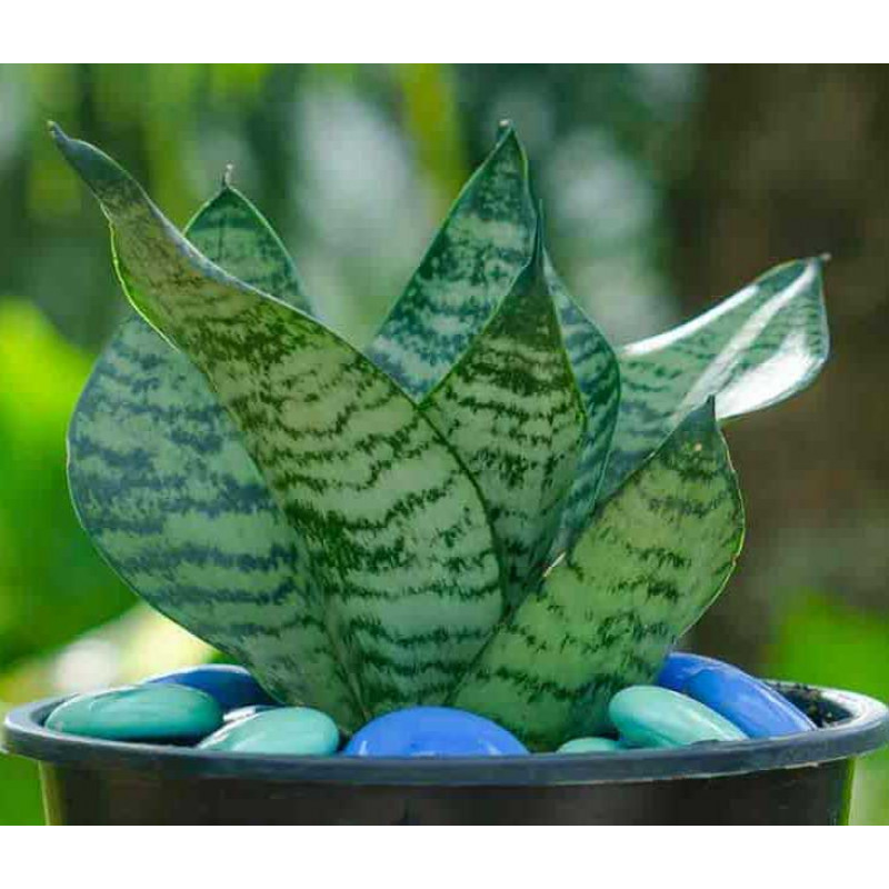 Cây lưỡi hổ - Ánh sáng và lượng nước phù hợp Cây lưỡi hổ - Ánh sáng và lượng nước phù hợp