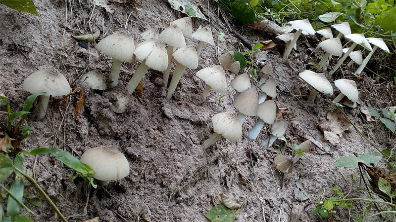 Nấm mối - Môi trường nhiệt độ, độ ẩm và ánh sáng Nấm mối - Môi trường nhiệt độ, độ ẩm và ánh sáng