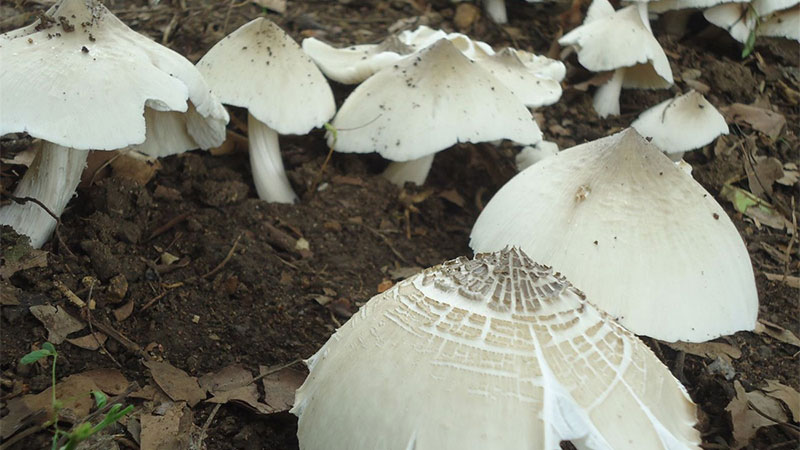 Nấm mối - Chọn giống và cấy phôi đúng kỹ thuật Nấm mối - Chọn giống và cấy phôi đúng kỹ thuật