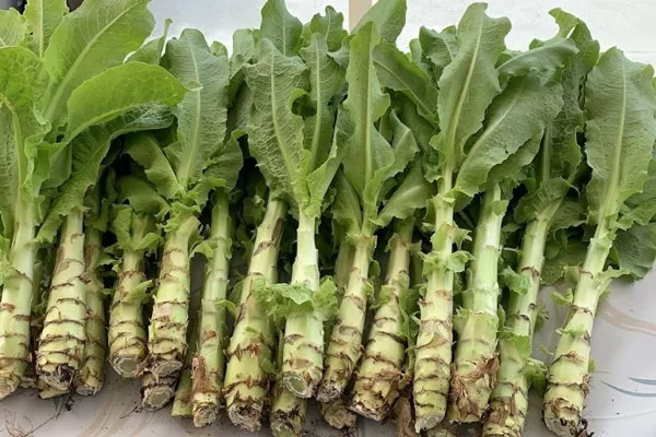 Rau tiến vua - Chọn đất, giá thể và chậu trồng Rau tiến vua - Chọn đất, giá thể và chậu trồng