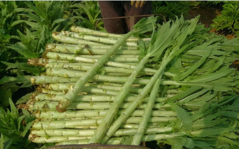 Rau tiến vua - Tưới nước và giữ ẩm hợp lý Rau tiến vua - Tưới nước và giữ ẩm hợp lý