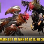 Đá Gà Bj66 - Thỏa Mãn Đam Mê Cá Cược Kịch Tính