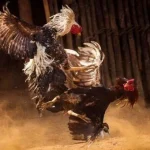Đá Gà FIVE88 - Đỉnh Cao Giải Trí Dành Cho Kê Thủ