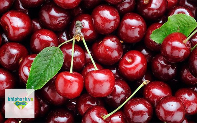 Quả anh đào cuteo - Vitamin C và hợp chất chống oxy hóa Quả anh đào cuteo - Vitamin C và hợp chất chống oxy hóa