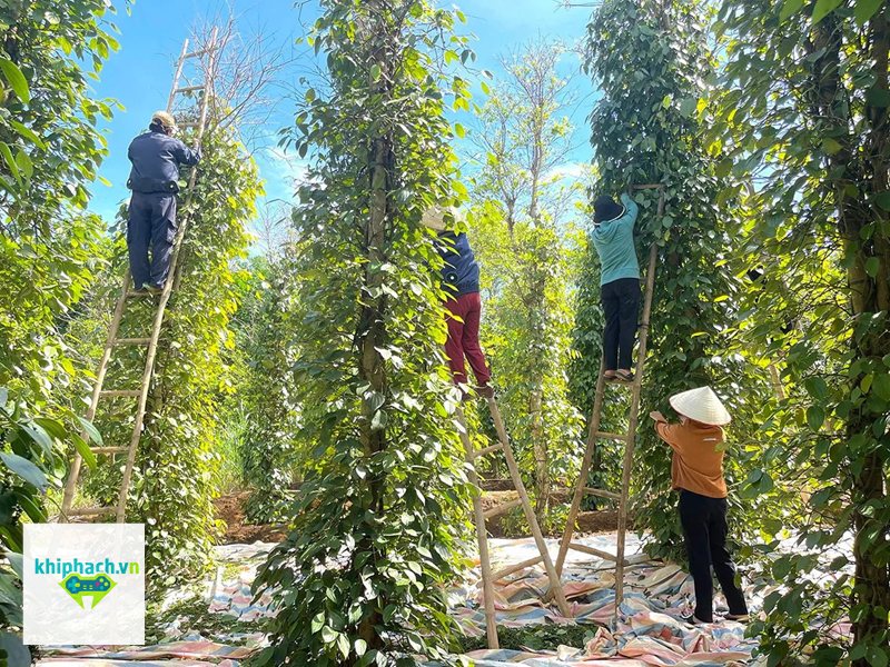 Giá tiêu hôm nay - Biến động giá tiêu trong thời gian gần đây Giá tiêu hôm nay - Biến động giá tiêu trong thời gian gần đây